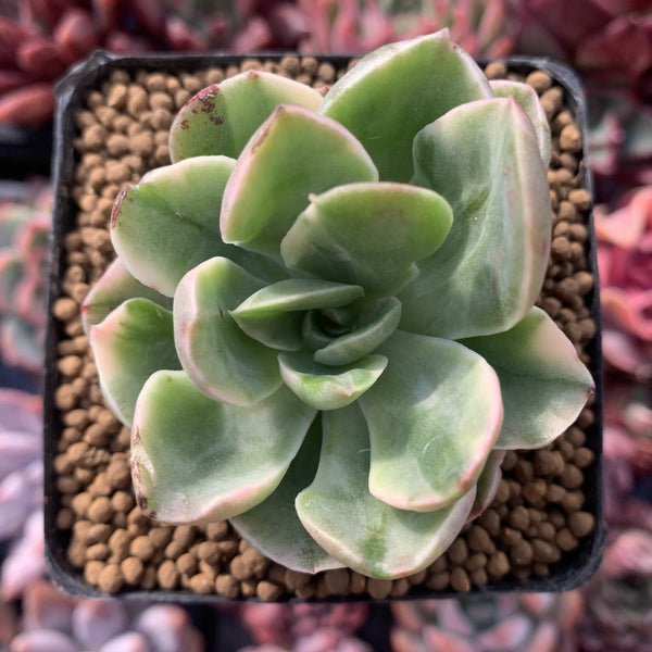 Echeveria 'Silkyu' Varieagted 1"-2" Succulent Plant