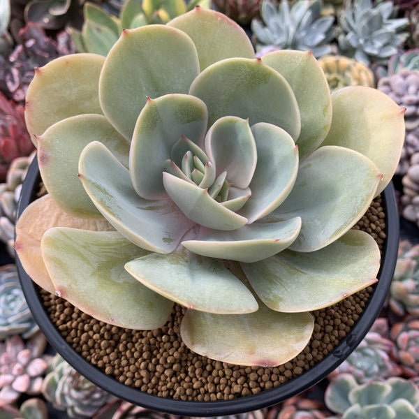 Echeveria 'Slimeball' 5" Large Succulent Plant