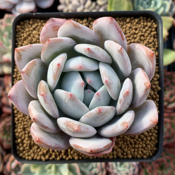 Echeveria 'Ivory' 4" Powdery Succulent Plant