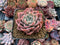 Echeveria 'Blue Surf' 2" Succulent Plant