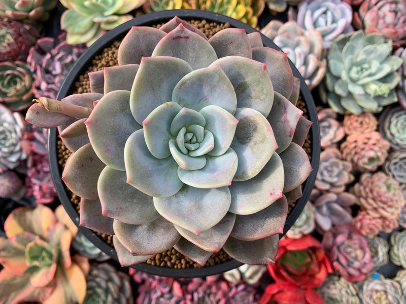 Echeveria 'Bianca' 5” Large Powdery Succulent Plant