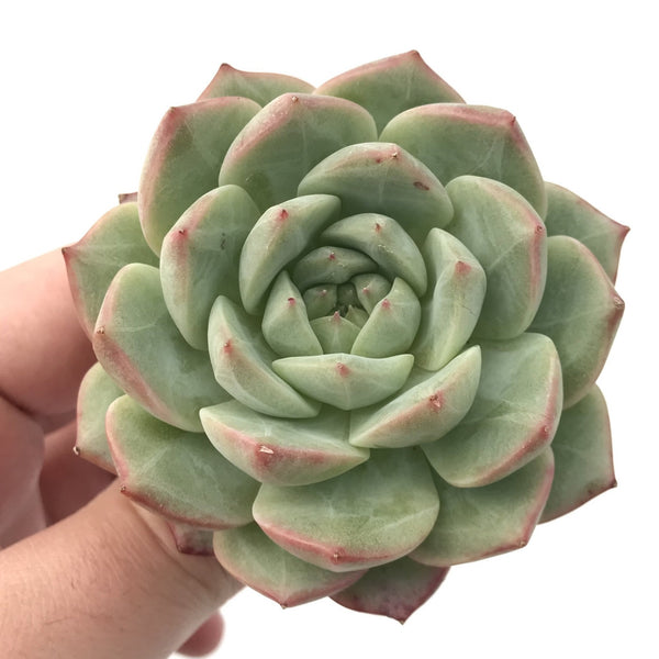 Echeveria 'Grid Line' 3" Rare Succulent Plant