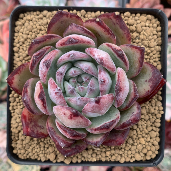 Echeveria 'Ratam' 4" Succulent Plant