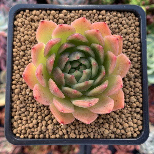 Echeveria Agavoides 'Angela Star' 2" Succulent Plant