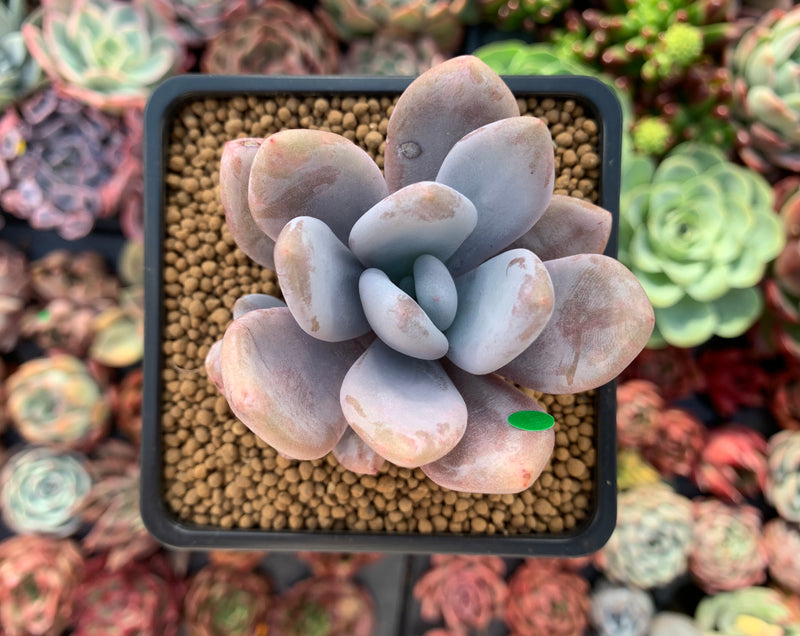 Echeveria 'Amethystinum' x 'Cante' 2"-3" New Hybrid Succulent Plant