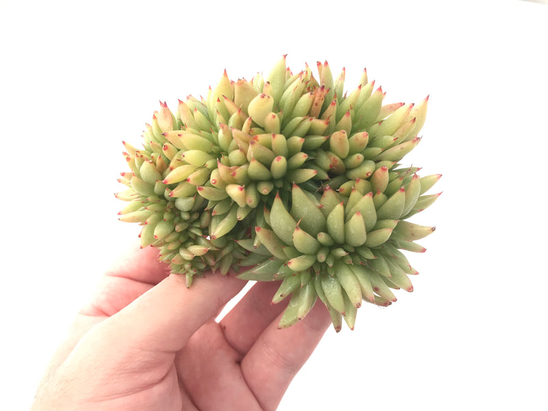 Echeveria Agavoides Crested 5" Succulent Plant