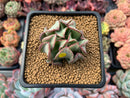 Echeveria 'Black Hawk' 2" Succulent Plant