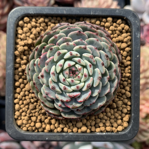 Echeveria 'Minima' 2" Succulent Plant