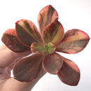 Echeveria 'Primadonna' Variegated 3" Succulent Plant