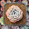 Echeveria sp. 2" Succulent Plant