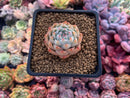 Echeveria Agavoides 'Tippy' 1" Small Succulent Plant