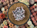 Echeveria 'Trumpet Pinky' 4" Succulent Plant