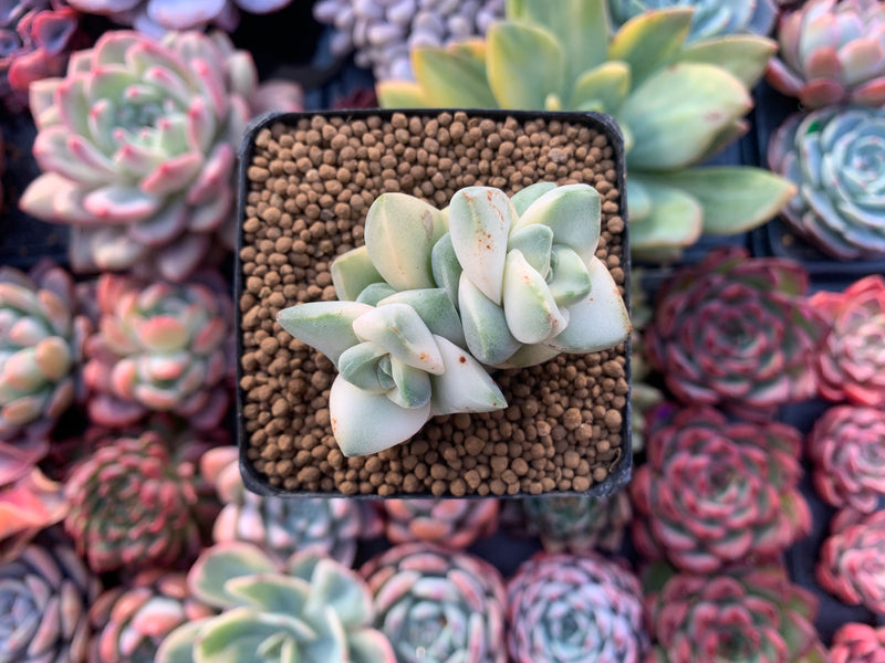 Crassula 'Moonglow' Variegated 1"Succulent Plant