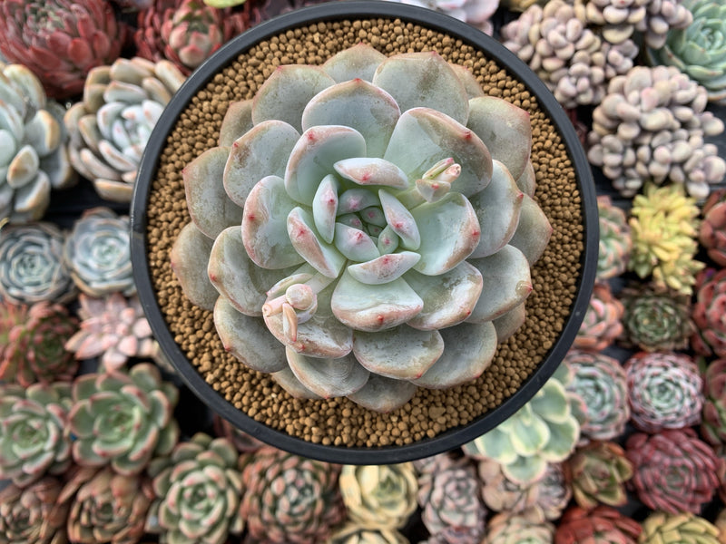 Echeveria 'Orange Monroe' 4”-5" Powdery Succulent Plant