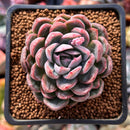 Echeveria sp. 2" Succulent Plant