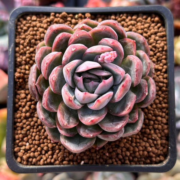 Echeveria sp. 2" Succulent Plant