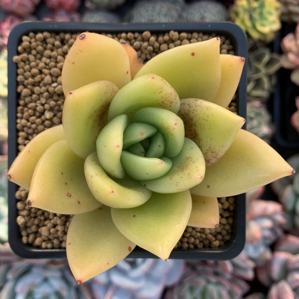 Echeveria Agavoides 'Ringo Star' 2"-3" Succulent Plant