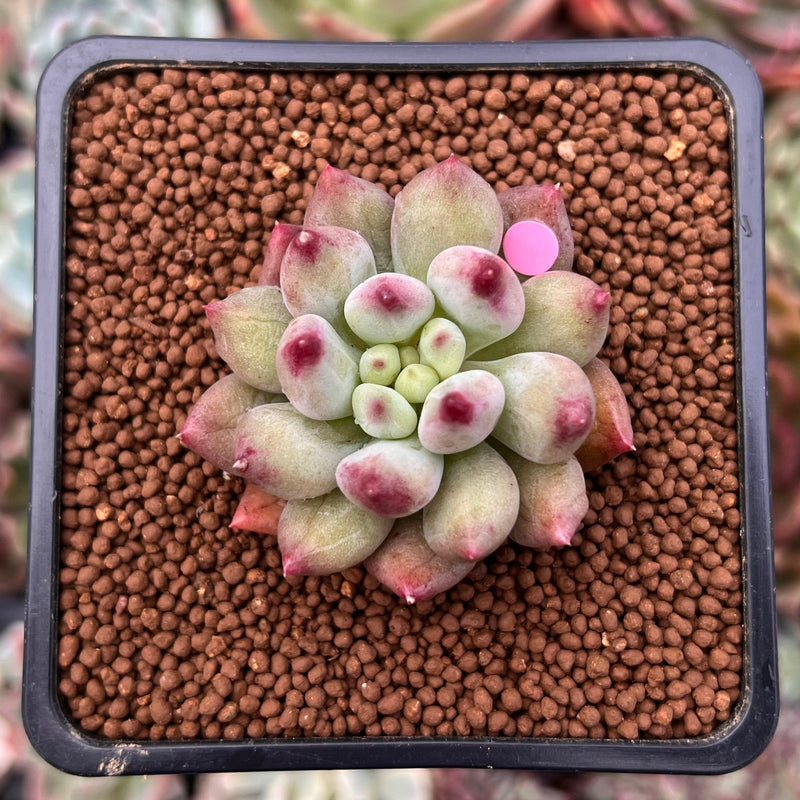 Pachyphytum 'Yeonji' 1" Succulent Plant