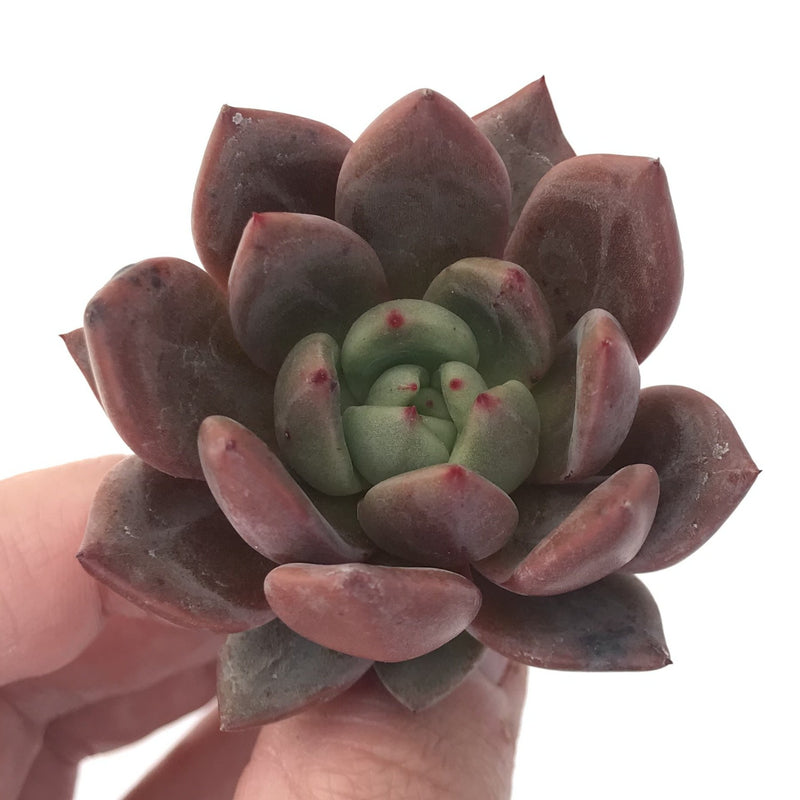 Echeveria Agavoides 'Baekya' 2" Succulent Plant