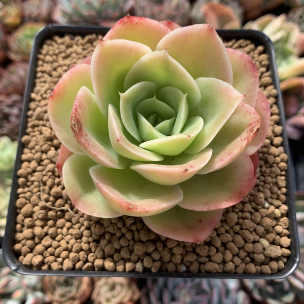 Echeveria 'Arenas' 2" Succulent Plant