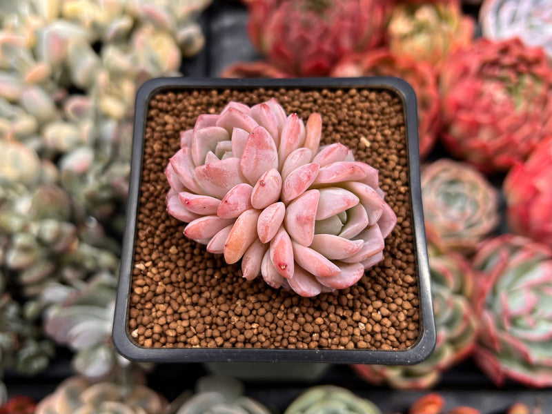 Echeveria 'Amazing Grace' 1" Succulent Plant