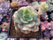 Echeveria 'Nicksana' Variegated 2" Succulent Plant