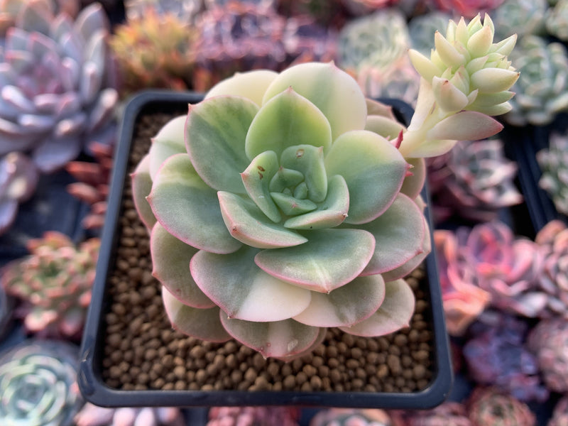 Echeveria 'Nicksana' Variegated 2" Succulent Plant