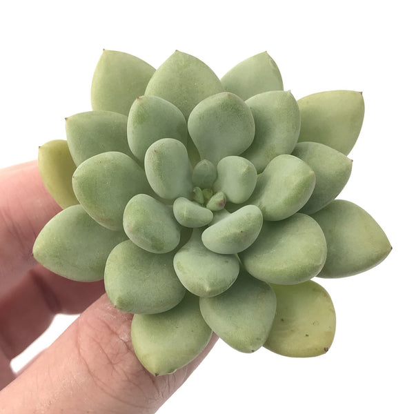 Echeveria 'Omega' New Hybrid 1” Small Succulent Plant