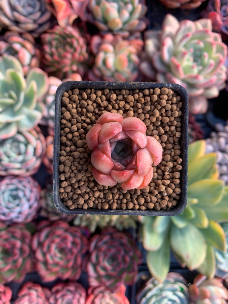 Echeveria 'Pink Ping Pong' 1" New Hybrid Small Succulent Plant