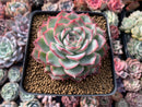 Echeveria 'Silhouette' 3"-4" Succulent Plant