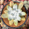 Dudleya Pachyphytum 4" Succulent Plant