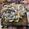 Echeveria 'Larega' 3" Succulent Plant