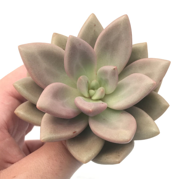 Graptoveria 'Ruby Donna' 3"-4" Rare Succulent Plant