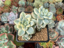 Sedum 'Clavatum' Variegated 2"-3" Cluster Succulent Plant