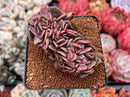 Echeveria 'Zestar' Crested 2"-3" Succulent Plant