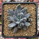 Echeveria 'Unguiculata' 2"-3" Succulent Plant