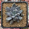 Echeveria 'Unguiculata' 2"-3" Succulent Plant