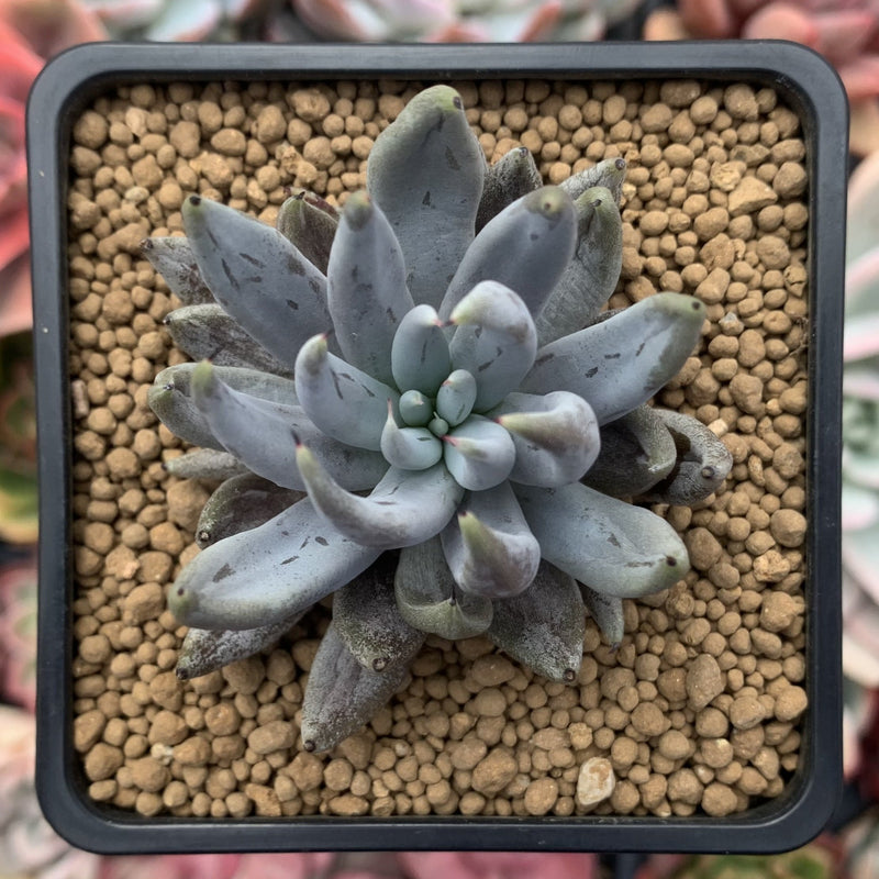 Echeveria 'Unguiculata' 2"-3" Succulent Plant