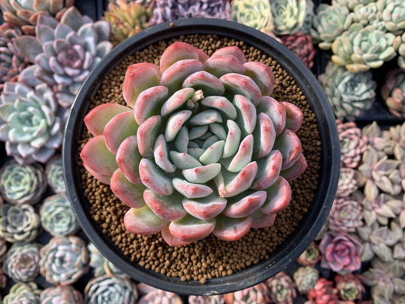 Echeveria 'Yusuke' 5" Succulent Plant