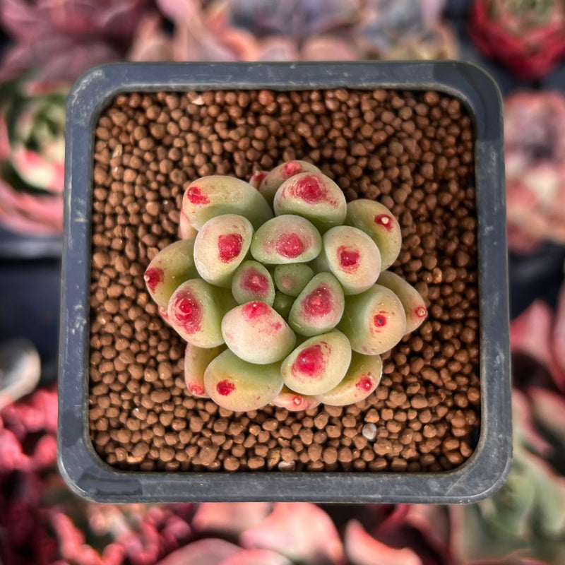 Pachyphytum 'Yeonji' 1" Succulent Plant