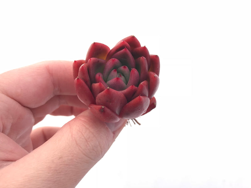 Echeveria Agavoides ‘Bubble Rose’ Small Seedling 1”-2” Rare Succulent Plant