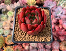 Echeveria Agavoides 'Frank Reinalt' Superclone 2"-3" Succulent Plant