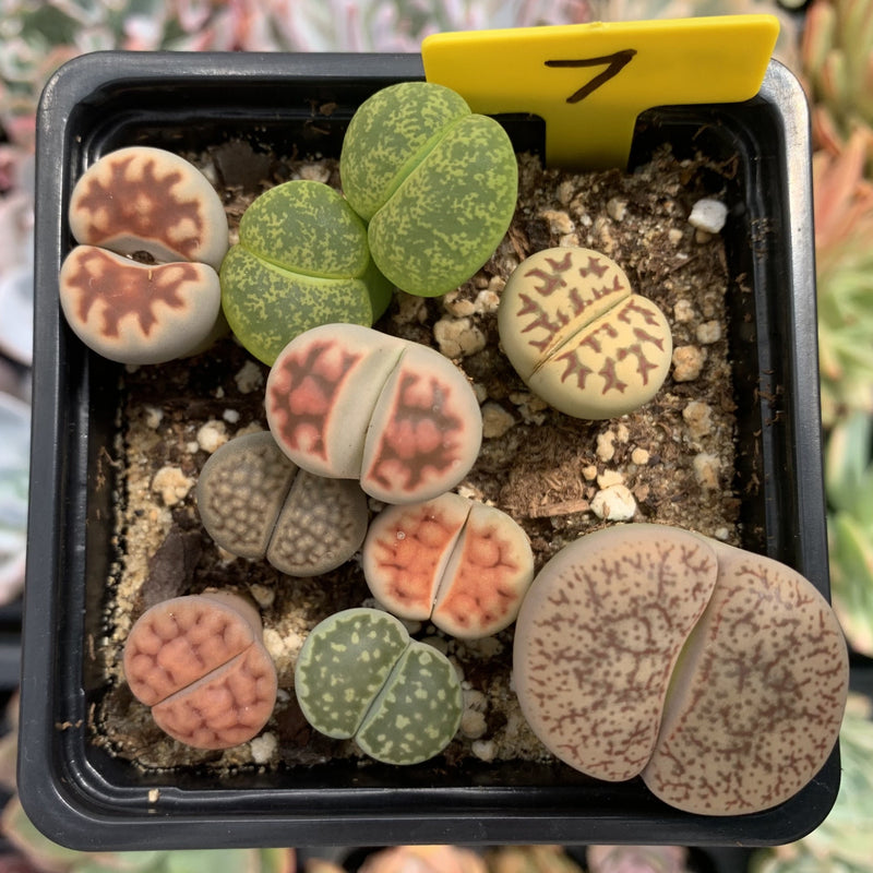 Collection of Lithops 2" (x10 Lithops)