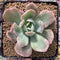 Echeveria 'Luella' Variegated 3" Succulent Plant