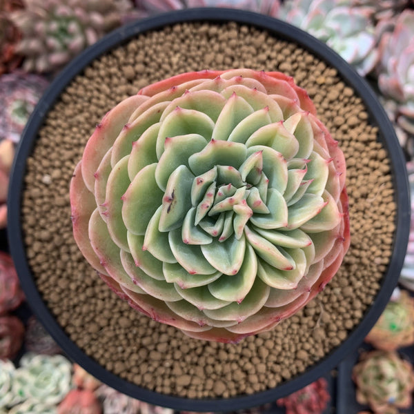 Echeveria 'Esmerelda' 4" Old Specimen Succulent Plant