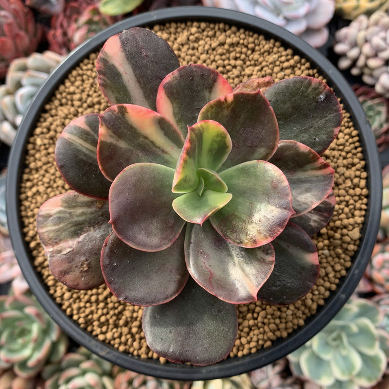 Echeveria 'Primadonna' Variegated 4"-5" Succulent Plant