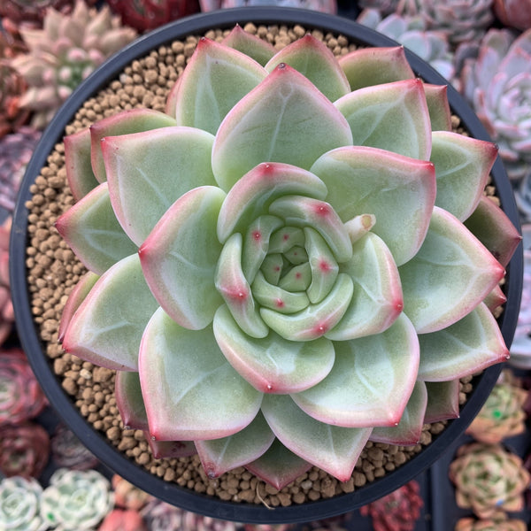 Echeveria Agavoides 'Shallot' 5" Succulent Plant