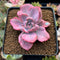 Graptoveria 'Mrs. Richards' Variegated 2" Succulent Plant