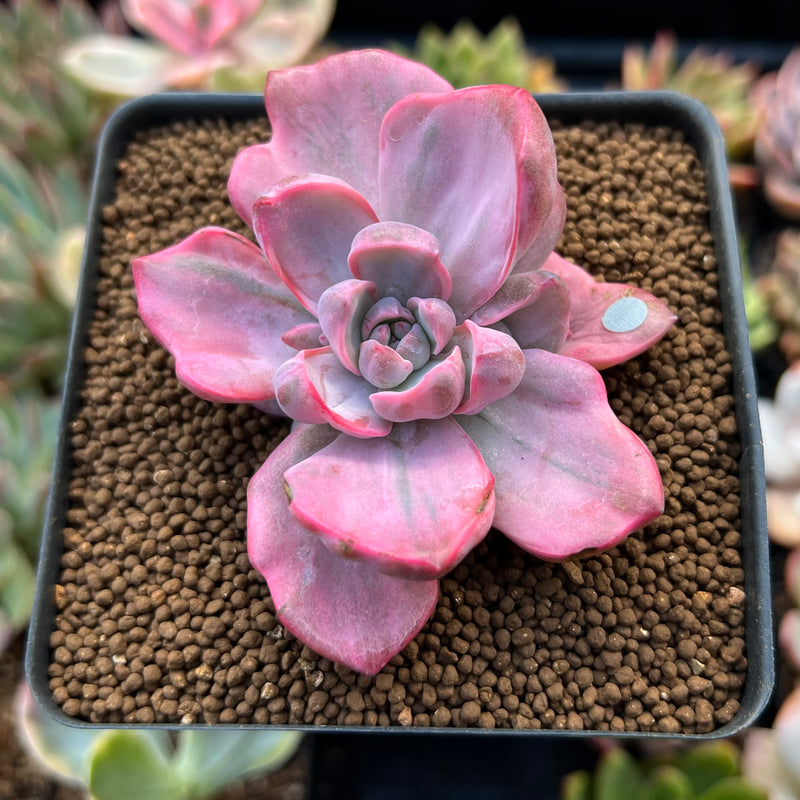 Graptoveria 'Mrs. Richards' Variegated 2" Succulent Plant