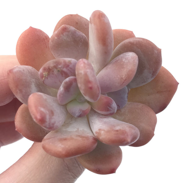 Echeveria 'Cinderella' 2" Succulent Plant